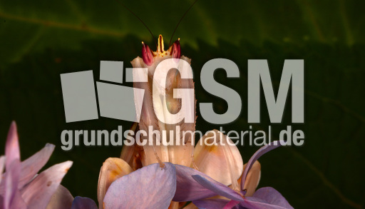 Orchideenmantis (9).jpg